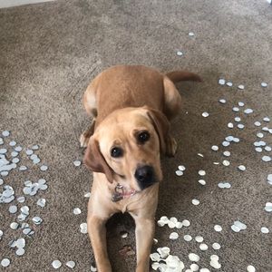 Meet your Posher, Isabella